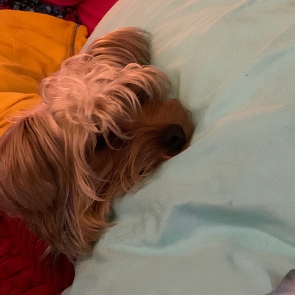 Meet your Posher, Baylee - Picture 1 of 1